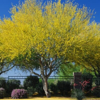 The Best Trees and Shrubs to Have in Arizona