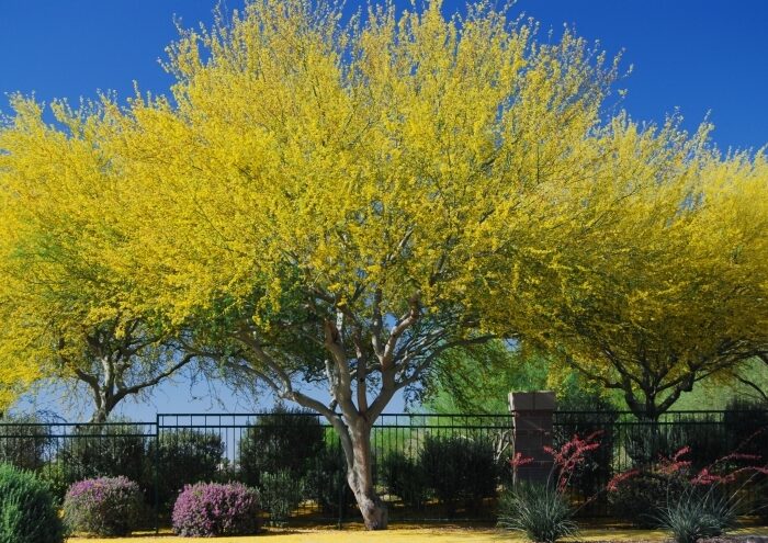 The Best Trees and Shrubs to Have in Arizona