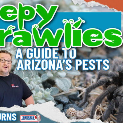 Creepy Crawlies – A Guide to Arizona’s Pests