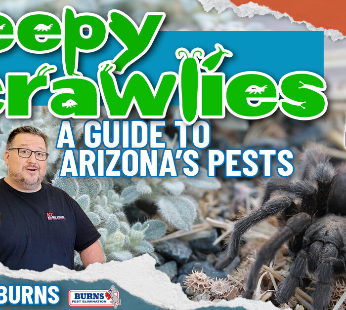 Creepy Crawlies – A Guide to Arizona’s Pests