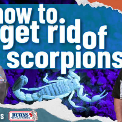 How to Get Rid of Scorpions | Arizona Bark Scorpion | Scorpion Remediation