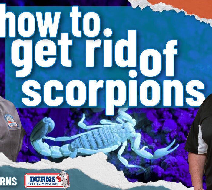 How to Get Rid of Scorpions | Arizona Bark Scorpion | Scorpion Remediation