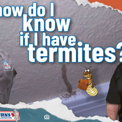How Do I Know If I Have Termites?
