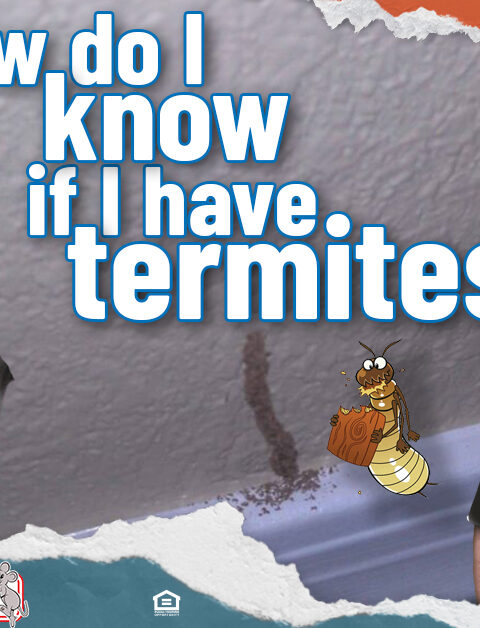 How Do I Know If I Have Termites?